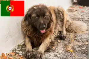 Детальніше про статтю Заводчики і цуценята Cão Da Serra Da Estrela у Португалії