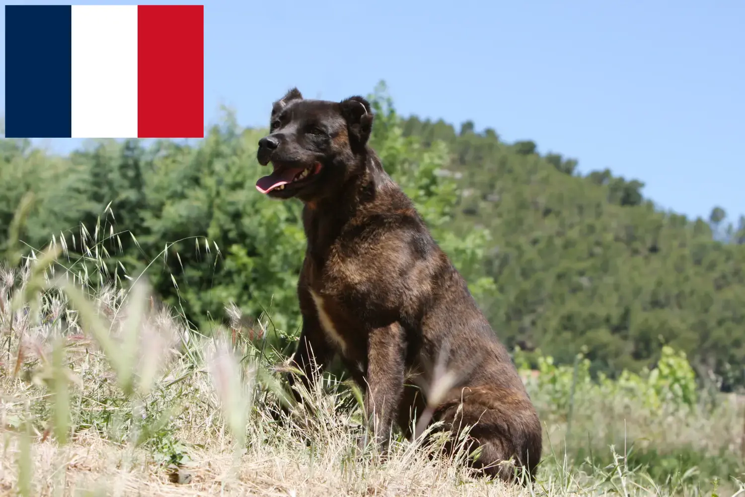 Детальніше про статтю Заводчики і цуценята собак породы Cão Fila de São Miguel у Франції