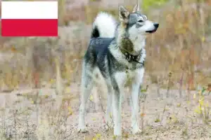 Детальніше про статтю Заводчики та цуценята лайки в Польщі