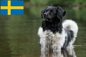 Детальніше про статтю Заводчики та цуценята стабіїв у Швеції