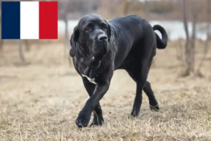 Детальніше про статтю Заводчики та цуценята Fila Brasileiro у Франції