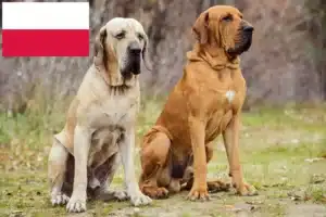 Детальніше про статтю Заводчики та цуценята Fila Brasileiro в Польщі