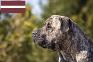 Детальніше про статтю Заводчики та цуценята Presa Canario в Латвії