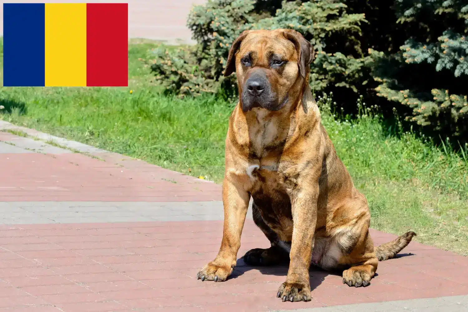 Детальніше про статтю Заводчики та цуценята Presa Canario у Румунії