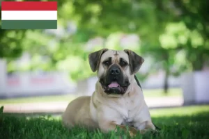 Детальніше про статтю Заводчики та цуценята Presa Canario в Угорщині