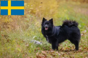 Детальніше про статтю Заводчики шпіців і цуценята у Швеції