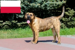 Детальніше про статтю Заводчики та цуценята Presa Canario у Польщі