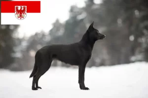 Детальніше про статтю Заводчики та цуценята австралійського келпі у Бранденбурзі