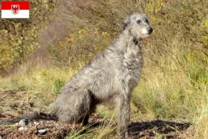 Детальніше про статтю Заводчики і цуценята гончаків у Бранденбурзі