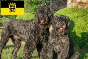 Детальніше про статтю Заводчики та цуценята Bouvier des Flandres у Баден-Вюртемберзі