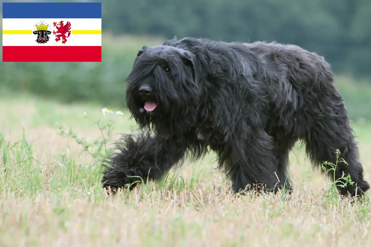 Детальніше про статтю Заводчики і цуценята Bouvier des Flandres у Мекленбург-Передня Померанія