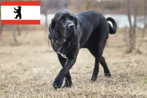 Детальніше про статтю Заводчики та цуценята Fila Brasileiro в Берліні