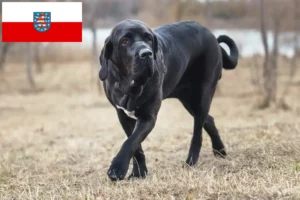 Детальніше про статтю Заводчики та цуценята Fila Brasileiro у Тюрингії