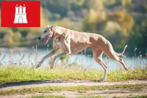 Детальніше про статтю Заводчики хортів і цуценята в Гамбурзі