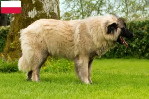 Детальніше про статтю Заводчики і цуценята Cão Da Serra Da Estrela у Польщі