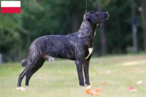 Детальніше про статтю Заводчики та цуценята Cão Fila de São Miguel у Польщі