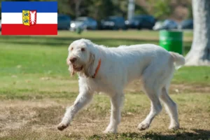 Детальніше про статтю Заводчики та цуценята Spinone Italiano у Шлезвіг-Гольштейн