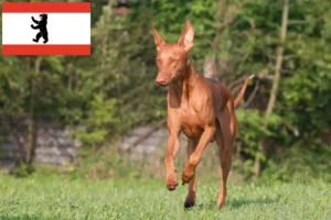 Детальніше про статтю Заводчик собак Фараон і цуценята в Берліні