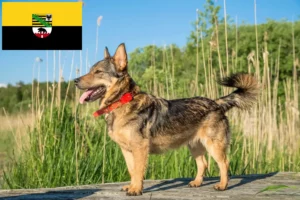 Детальніше про статтю Заводчики та цуценята Västgötaspets у Саксонії-Ангальт