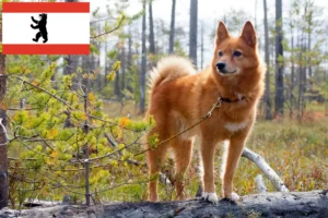 Детальніше про статтю Заводчики та цуценята фінненшпіців у Берліні