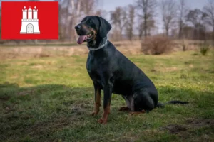 Детальніше про статтю Заводчики та цуценята польських гончаків у Гамбурзі