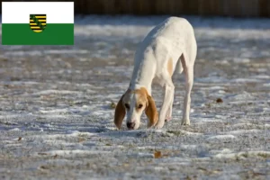 Детальніше про статтю Заводчики порцеляни та цуценята в Саксонії