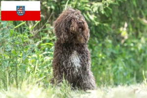 Детальніше про статтю Заводчики та цуценята барбетів у Тюрингії