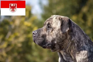 Детальніше про статтю Заводчики та цуценята Presa Canario у Бранденбурзі