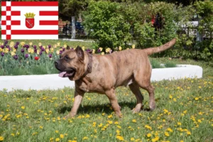 Детальніше про статтю Заводчики та цуценята Presa Canario у Бремені