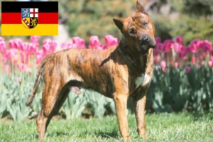 Детальніше про статтю Заводчики та цуценята Presa Canario у Саарланді