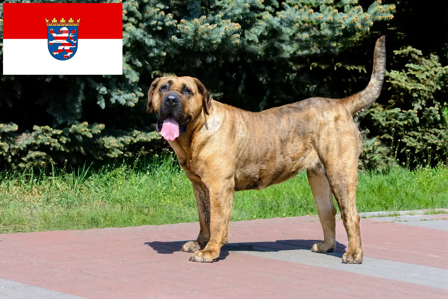 Детальніше про статтю Заводчики та цуценята Presa Canario у Гессені