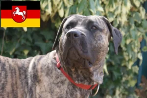 Детальніше про статтю Заводчики та цуценята Presa Canario у Нижній Саксонії