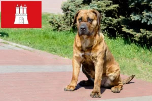 Детальніше про статтю Заводчики та цуценята Presa Canario у Гамбурзі