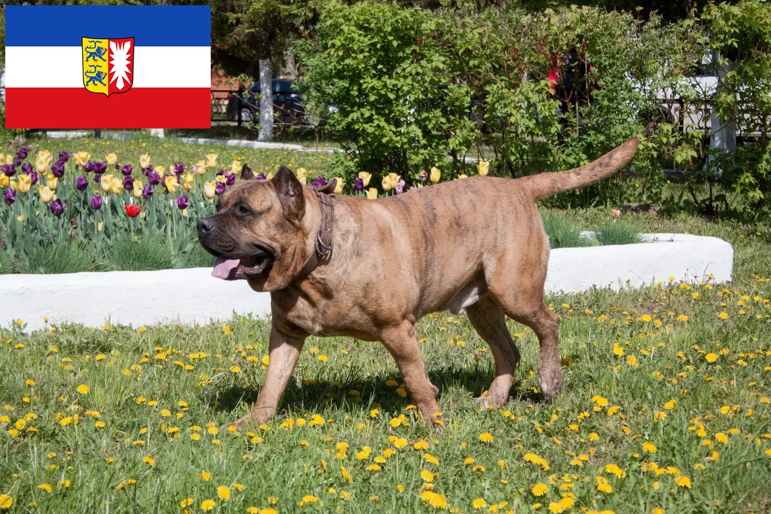 Детальніше про статтю Заводчики та цуценята Presa Canario у Шлезвіг-Гольштейн