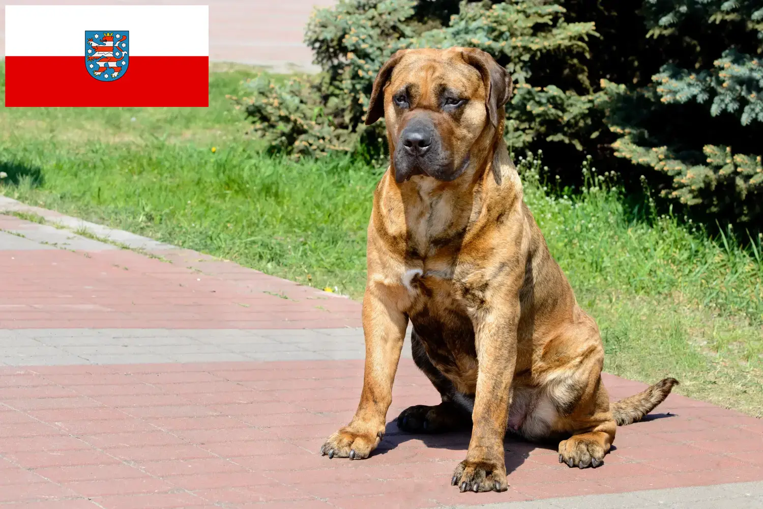 Детальніше про статтю Заводчики та цуценята Presa Canario у Тюрингії