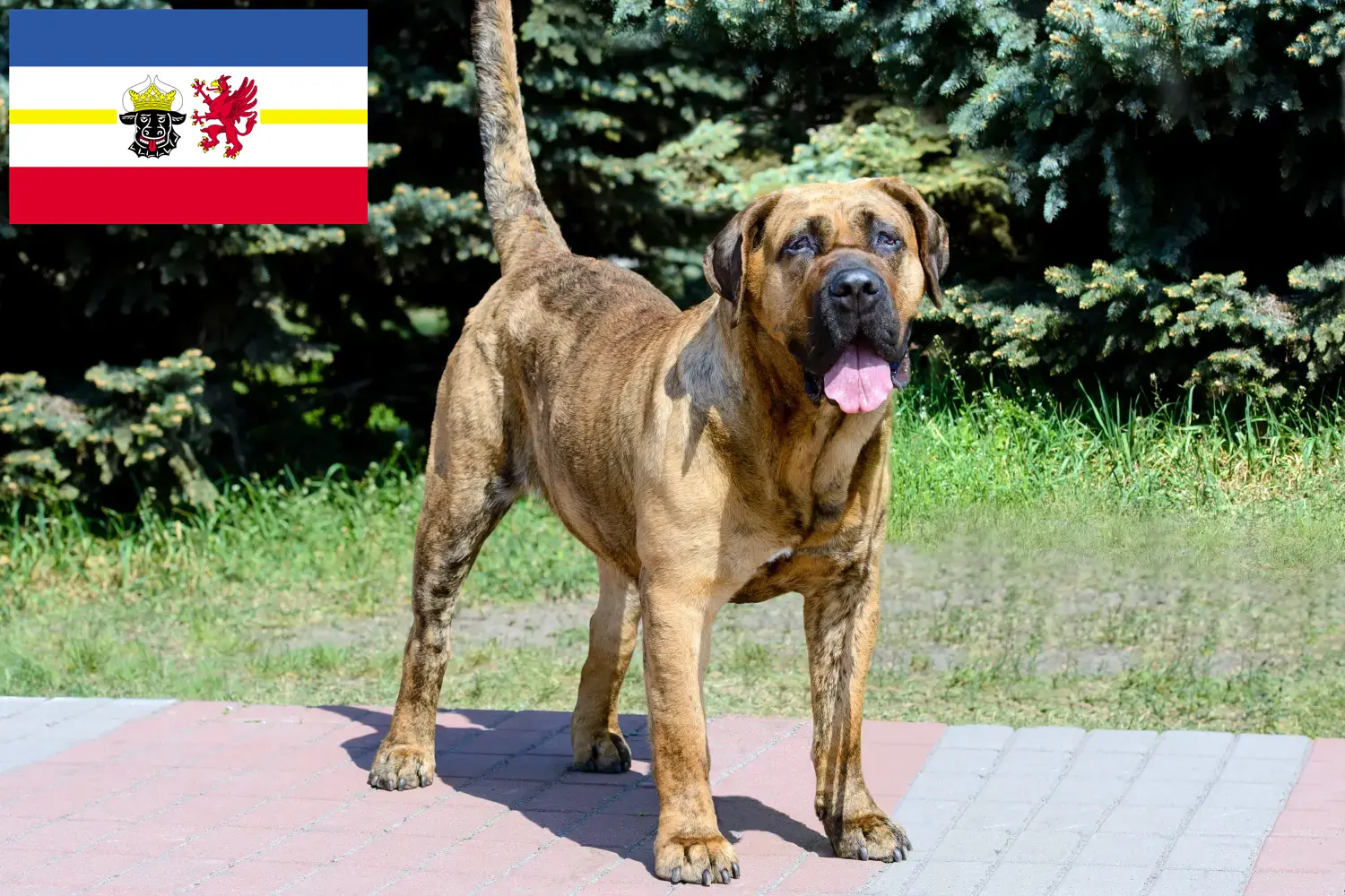 Детальніше про статтю Заводчики і цуценята Presa Canario у Мекленбург-Передня Померанія