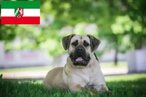 Детальніше про статтю Заводчики та цуценята Presa Canario у Північному Рейні-Вестфалії