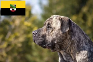 Детальніше про статтю Заводчики та цуценята Presa Canario у Саксонії-Ангальт