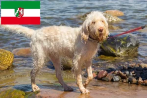 Детальніше про статтю Заводчики та цуценята Spinone Italiano у Північному Рейні-Вестфалії