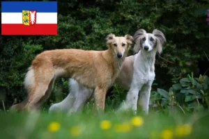 Детальніше про статтю Заводчики і цуценята шовковистого віндшпіля у Шлезвіг-Гольштейні