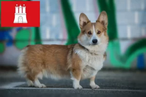 Детальніше про статтю Заводчики та цуценята вельш-коргі в Гамбурзі