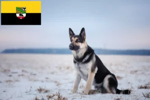 Детальніше про статтю Східноєвропейська вівчарка та цуценята у Саксонії-Ангальт