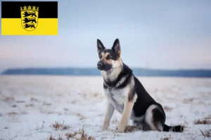 Детальніше про статтю Заводчик східноєвропейської вівчарки та цуценята у Баден-Вюртемберзі